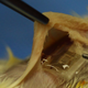 Image for article titled Breakthrough: This electronic implant can dissolve inside your body